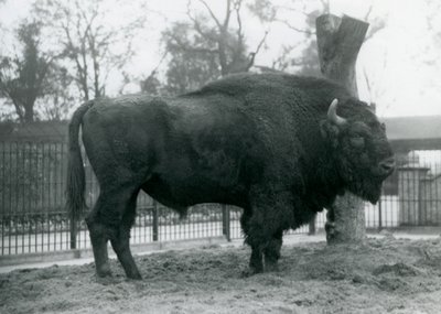 Un bisonte europeo maschio nel suo recinto allo Zoo di Londra, ottobre 1927. I bisonti europei vulnerabili sono anche conosciuti come wisent o bisonti dei boschi europei da Frederick William Bond