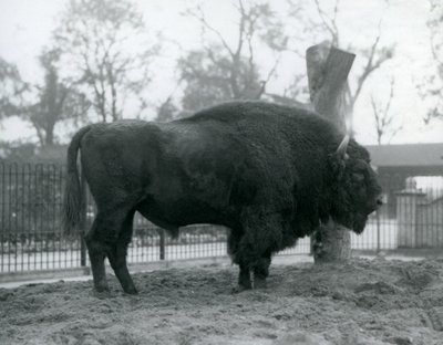 Un bisonte europeo maschio nel suo recinto allo Zoo di Londra, ottobre 1927. I bisonti europei vulnerabili sono anche conosciuti come wisent o bisonti dei boschi europei da Frederick William Bond