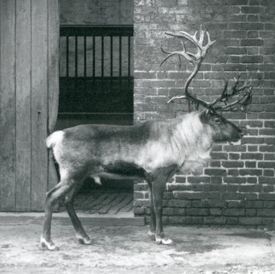 Un cervo maturo che sta nel suo recinto allo zoo di Londra nel 1925 da Frederick William Bond