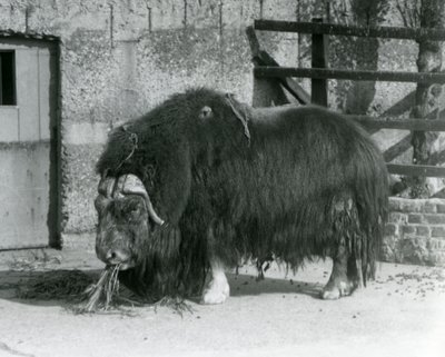 Un bue muschiato maturo, anche scritto Musk ox e Musk-ox, in piedi, che mangia nel suo recinto allo Zoo di Londra nel 1931 (foto in bianco e nero) da Frederick William Bond