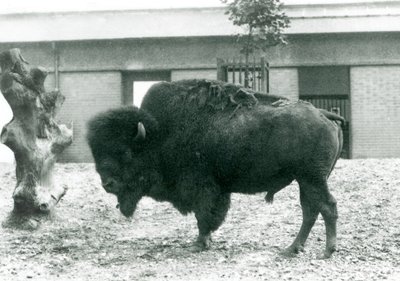 Un bisonte americano maschio quasi minacciato nel suo recinto, Zoo di Londra, 1927 da Frederick William Bond