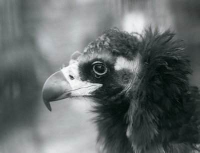 Un avvoltoio nero eurasiatico quasi minacciato allo Zoo di Londra, 1927 da Frederick William Bond