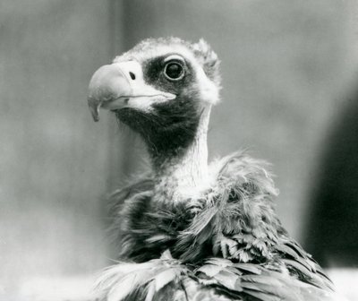 Un avvoltoio nero eurasiatico minacciato allo Zoo di Londra, luglio 1926 da Frederick William Bond