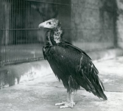 Un avvoltoio nero eurasiatico minacciato in piedi allo Zoo di Londra, 1927 da Frederick William Bond
