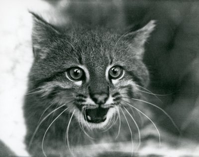 Un gatto delle Pampas quasi minacciato al London Zoo nel 1929 (foto in b/n) da Frederick William Bond