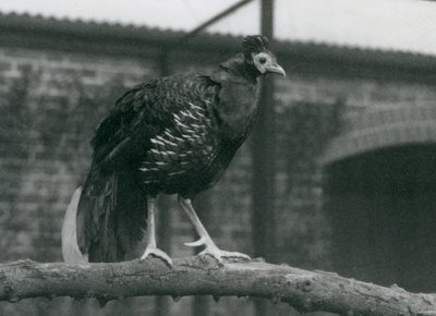 Un Viellots fireback minacciato, o Crested fireback, in piedi su un ramo, Zoo di Londra, 1927 da Frederick William Bond