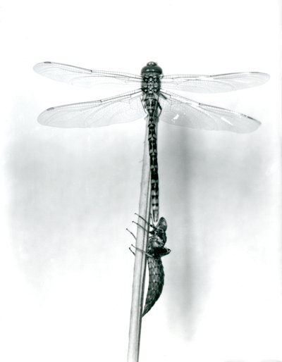 Una libellula ad anelli dorati appena emersa asciuga le ali mentre riposa su una canna sopra il suo guscio larvale vuoto, o exuvia, Zoo di Londra, 1925 da Frederick William Bond