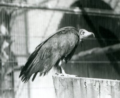 Un avvoltoio cappuccino in pericolo critico su un tronco, Zoo di Londra, settembre 1925 da Frederick William Bond