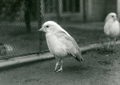 Una coppia di kagus, o cagous, che stanno sul pavimento del loro recinto allo zoo di Londra, 1927 da Frederick William Bond