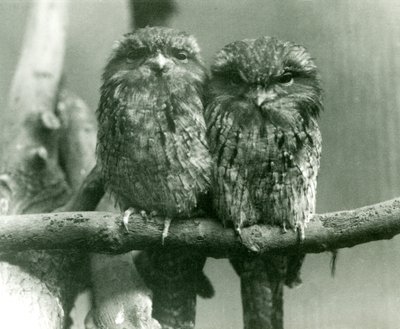 Una coppia di Tawny Frogmouths seduti su un ramo allo Zoo di Londra nel 1924 da Frederick William Bond