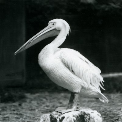 Un pellicano su un ceppo allo Zoo di Londra, settembre 1925 da Frederick William Bond
