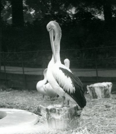 Un pellicano su un ceppo che si pulisce il collo allo Zoo di Londra, settembre 1925 da Frederick William Bond
