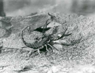 Uno scorpione allo Zoo di Londra nel 1929 (foto in bianco e nero) da Frederick William Bond