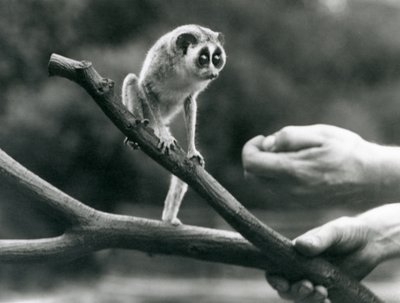 Un lori snello su un ramo tenuto da un custode, Zoo di Londra, agosto 1926 da Frederick William Bond