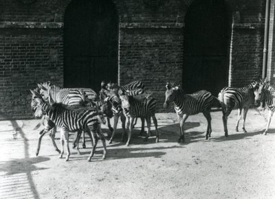 Un piccolo branco di zebre di Chapman allo Zoo di Londra nel 1924 da Frederick William Bond