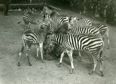 Un piccolo branco di zebre di Chapman, inclusi i giovani, Zoo di Londra nel 1923 da Frederick William Bond