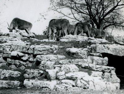 Un piccolo branco di Eland comune che pascola tra le rocce nel recinto degli Eland al London Zoo, giugno 1925 da Frederick William Bond