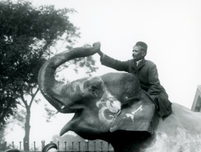 Un addestratore seduto sul collo di un elefante indiano decorato mentre si allunga in avanti per tenere la fine della sua proboscide sollevata, Zoo di Londra, 1927 da Frederick William Bond