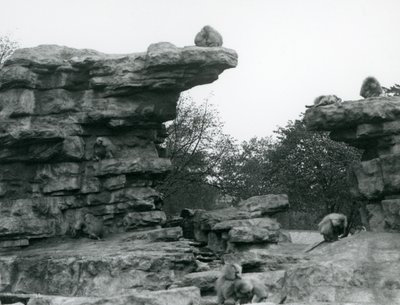 Un gruppo di babbuini sacri tra le rocce su 