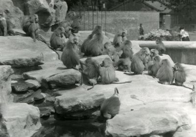 Un gruppo di babbuini sacri, tra cui uno che beve da una pozza, tra le rocce di 