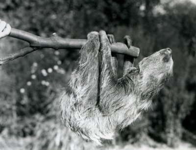 Un bradipo didattilo appeso a un ramo tagliato, tenuto da un custode, Zoo di Londra, settembre 1925 da Frederick William Bond