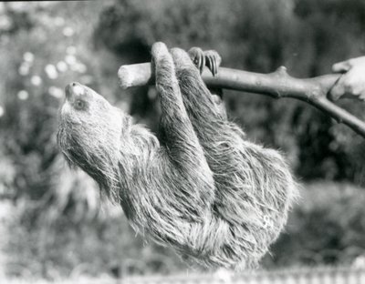 Un bradipo didattilo appeso a un ramo tagliato, tenuto da un custode, Zoo di Londra, settembre 1925 da Frederick William Bond