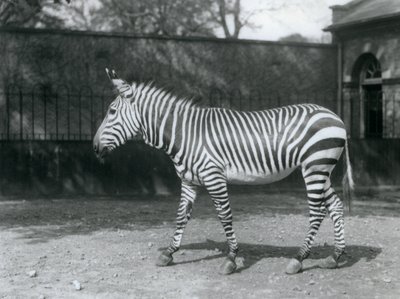 Una vulnerabile zebra di Hartmann nel suo recinto allo Zoo di Londra da Frederick William Bond