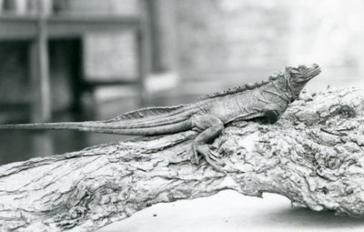 Un lucertolone a vela vulnerabile riposa su un tronco allo Zoo di Londra nel 1928 da Frederick William Bond