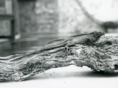 Un lucertolone a vela vulnerabile riposa su un tronco allo Zoo di Londra nel 1928 da Frederick William Bond