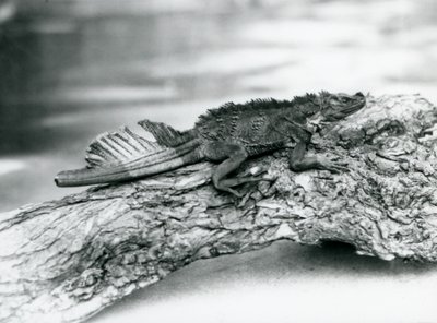 Un vulnerabile lucertola a vela, con una coda danneggiata, riposando su un tronco allo Zoo di Londra nel 1929 da Frederick William Bond