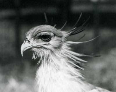 Un vulnerabile Uccello Segretario allo Zoo di Londra nel 1928 da Frederick William Bond