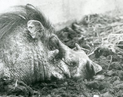 Un facocero che riposa nel fango allo Zoo di Londra, 1927 da Frederick William Bond