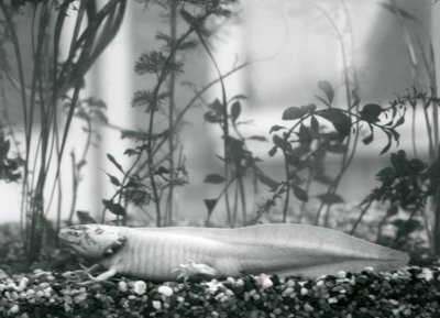 Un Axolotl bianco/Salamandra Messicana che riposa sulla ghiaia sul fondo di un serbatoio al London Zoo nel 1928 da Frederick William Bond