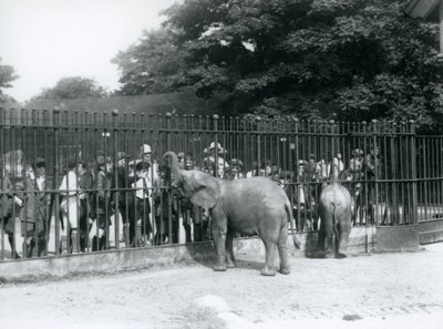 Un giovane elefante africano e un elefante pigmeo africano interagiscono con un grande gruppo di bambini, attraverso le ringhiere del loro recinto, Zoo di Londra, 1926 da Frederick William Bond