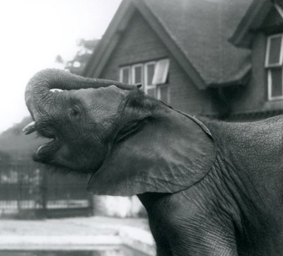 Un giovane elefante africano con la proboscide sollevata sulla fronte, Zoo di Londra, agosto 1925 da Frederick William Bond