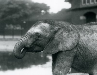 Un giovane elefante africano con la proboscide in bocca, Zoo di Londra, agosto 1925 da Frederick William Bond