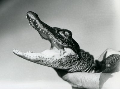 Un giovane alligatore tenuto per il collo dal suo custode, Zoo di Londra, agosto 1928 (foto in bianco e nero) da Frederick William Bond