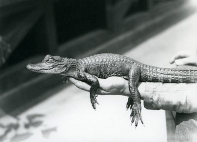 Un giovane alligatore tenuto in mano dal suo custode, Zoo di Londra da Frederick William Bond