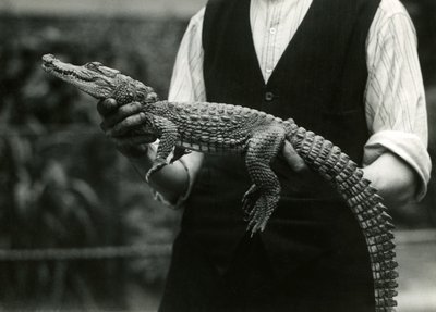 Un giovane alligatore americano tenuto dal suo custode, Zoo di Londra, 1924 da Frederick William Bond
