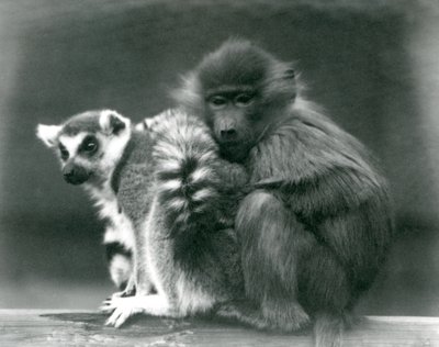Un giovane babbuino si coccola con un lemure dalla coda ad anelli su una trave, Zoo di Londra, 1925 da Frederick William Bond