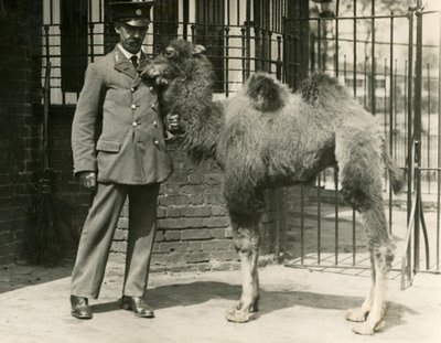 Un giovane cammello bactriano, nato nella menagerie, con il suo custode, Zoo di Londra da Frederick William Bond