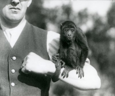 Un giovane scimmia urlatrice nera sul braccio di un uomo con la coda prensile avvolta intorno al polso, zoo di Londra, 1923 da Frederick William Bond