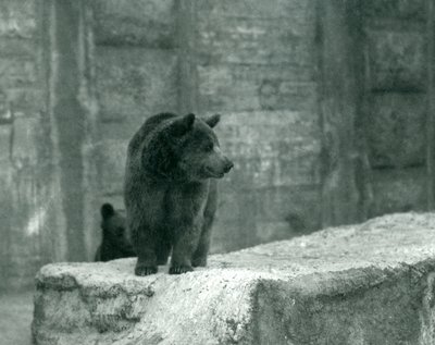Un giovane orso bruno allo zoo di Londra, giugno 1914 da Frederick William Bond