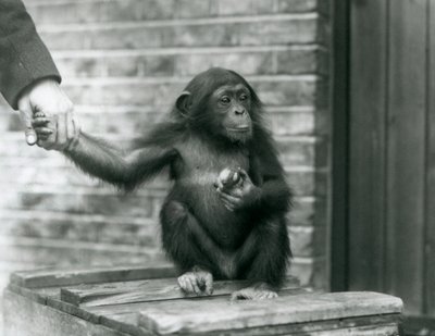 Un giovane scimpanzé che tiene la mano di un custode mentre è seduto su una cassa di legno, Zoo di Londra, giugno 1926 da Frederick William Bond