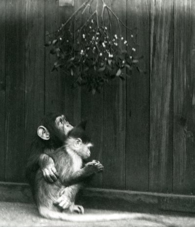Un giovane scimpanzé mette il braccio attorno a un mangabey sotto il vischio allo Zoo di Londra nel dicembre 1924 da Frederick William Bond