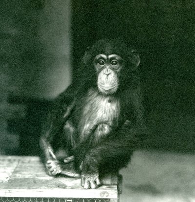 Un giovane Scimpanzé seduto su una cassa di legno allo Zoo di Londra nel 1924 da Frederick William Bond