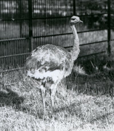 Un giovane Rhea di Darwin/Lesser Rhea in piedi sull