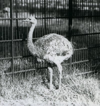Un giovane nandù di Darwin o nandù minore in piedi sull