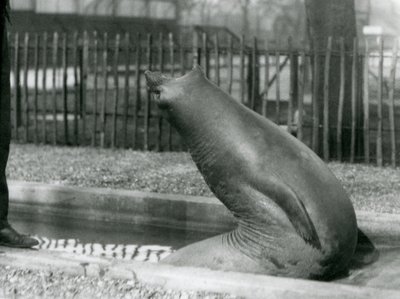 Un giovane elefante marino che si allunga all