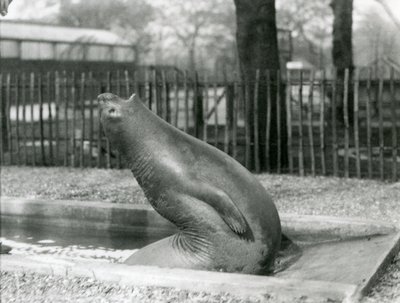 Un giovane elefante marino che si allunga all
